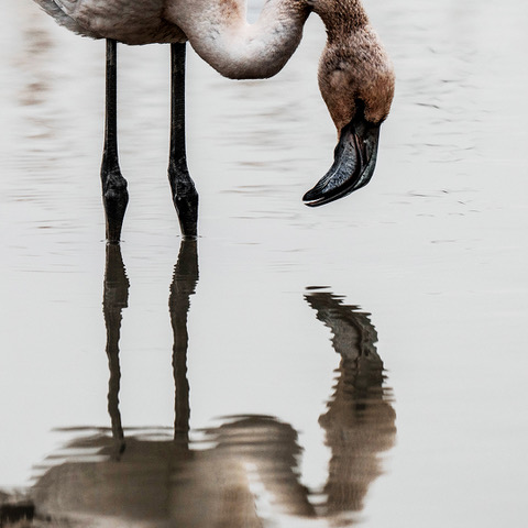 thumbnail_Miroir, mon beau miroir