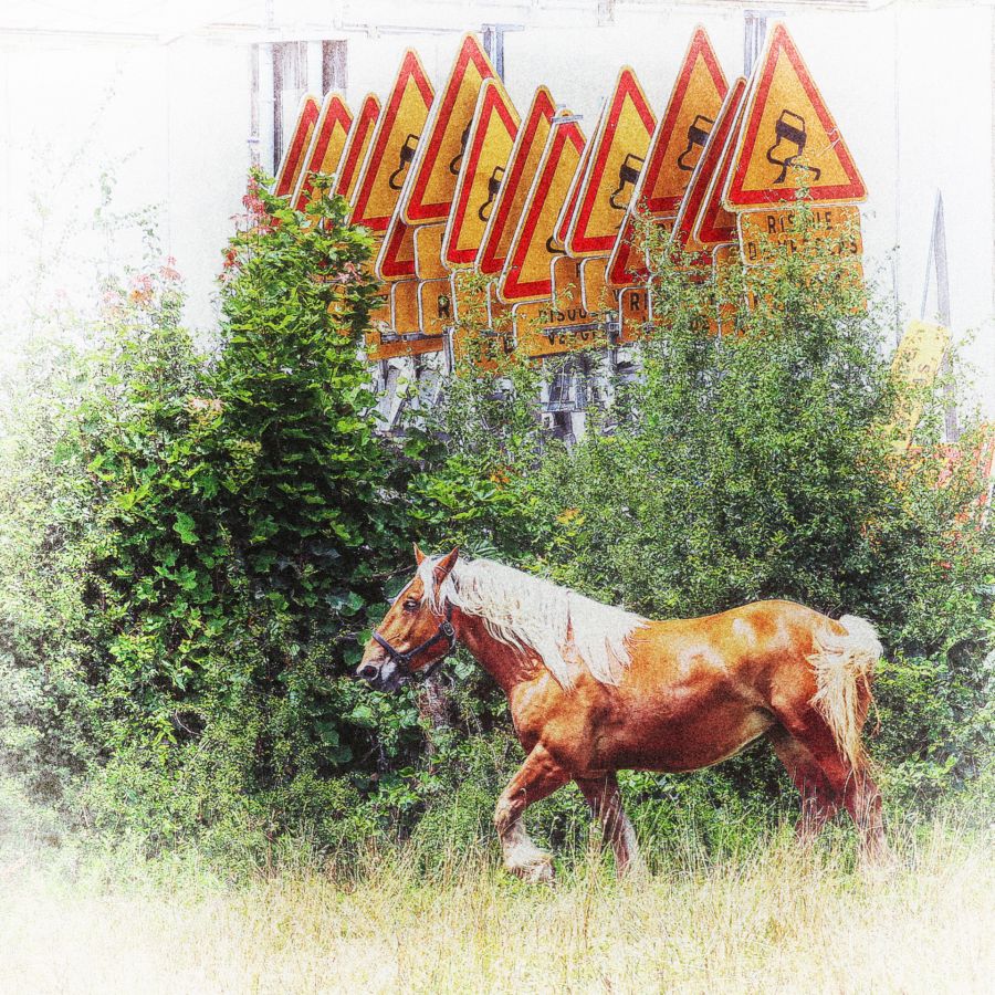 Cheval Futé