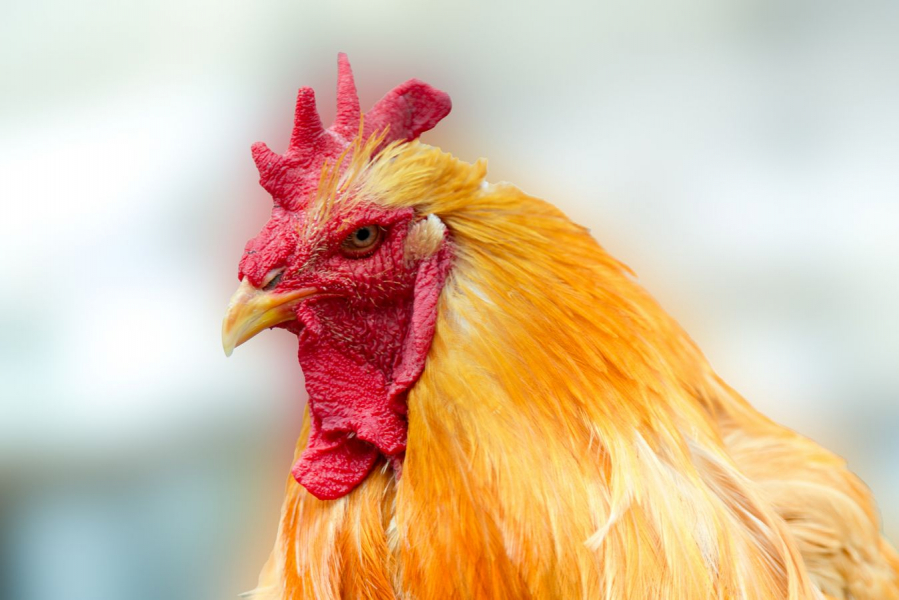 Coq soie