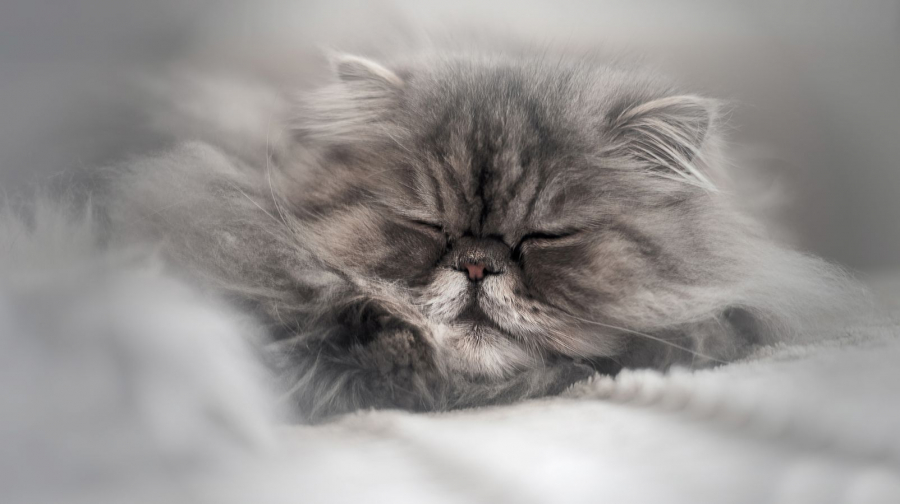 Rooon.. Zzzz
