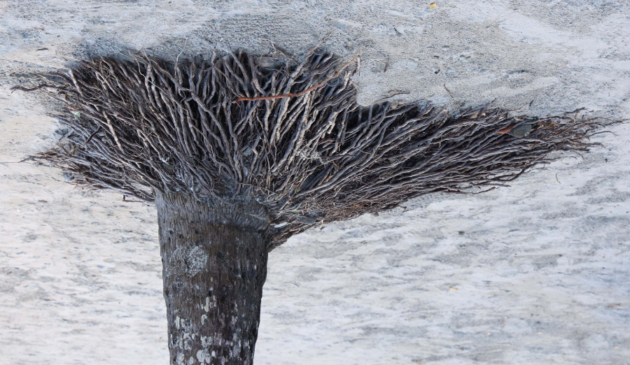 Soutien  végétal_1