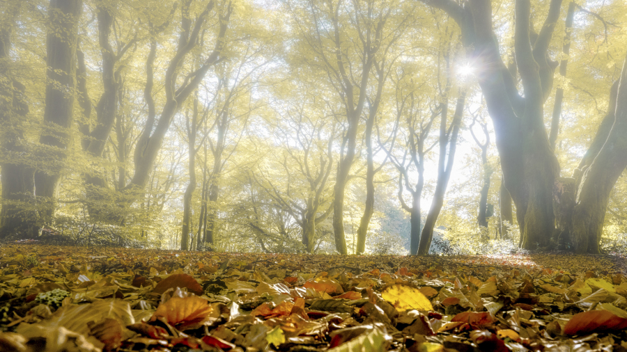 Brume sur Bibracte10