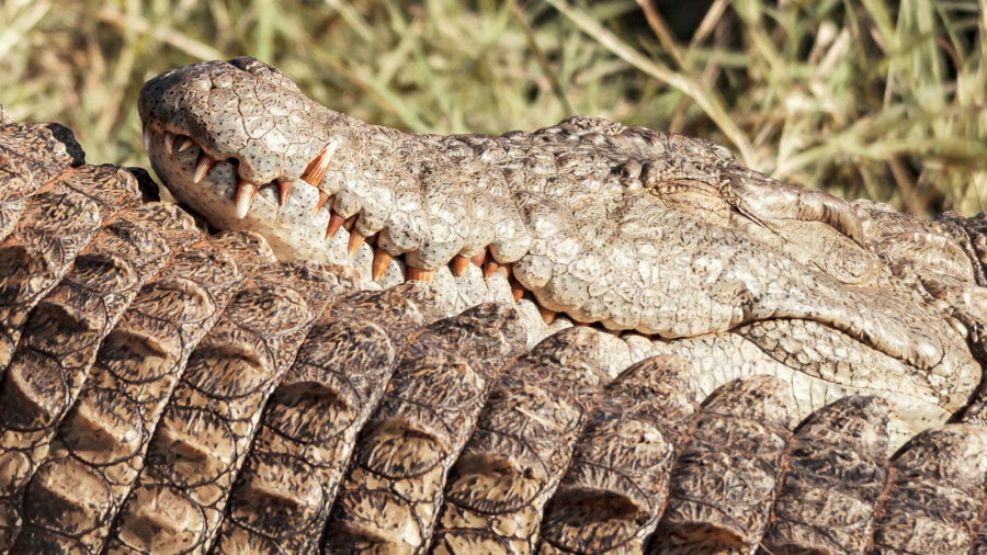 T'as de de belles dents