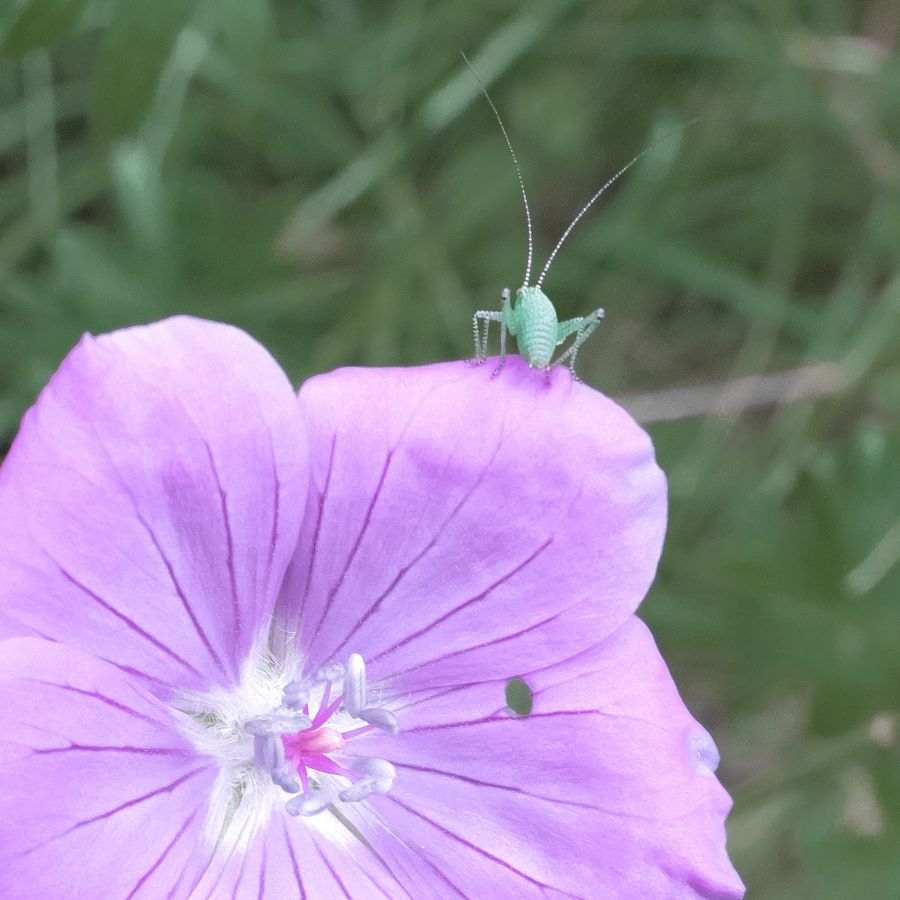Sauterelle bien repue