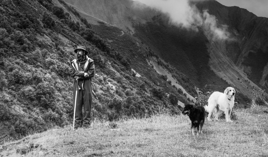 Berger et ses chiens