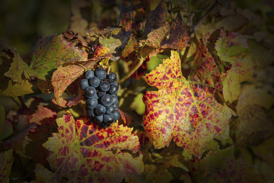 -013contassot008_66A0930-Modifier