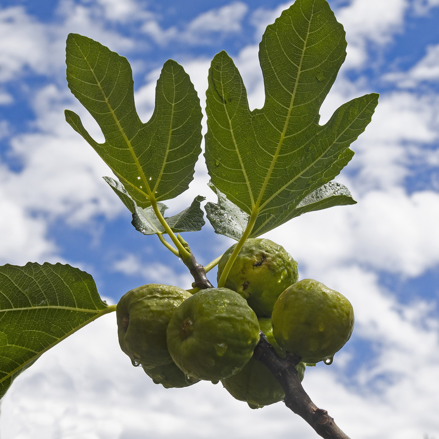 mosnier_Après la pluie