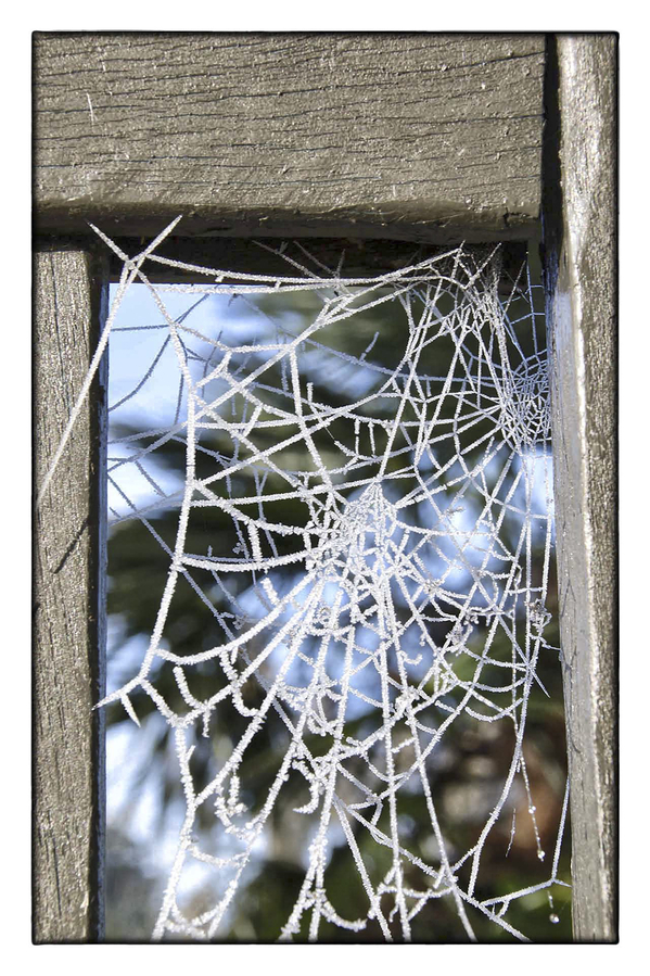 deleyD002Cadre givré Photo préférée Daniel DELEY