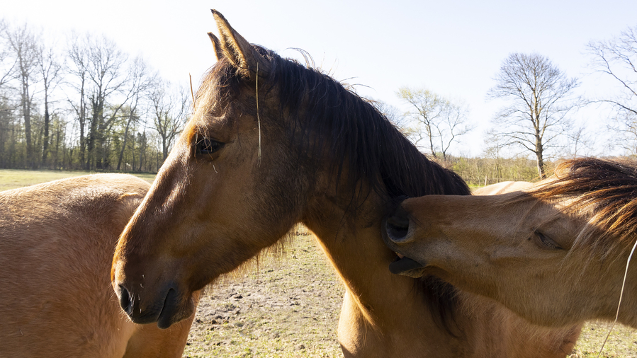 mosnier_007Les yeux doux