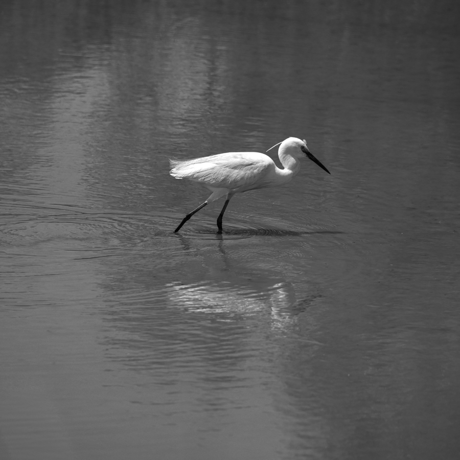 1 - M. Beaufils  -aigrette 