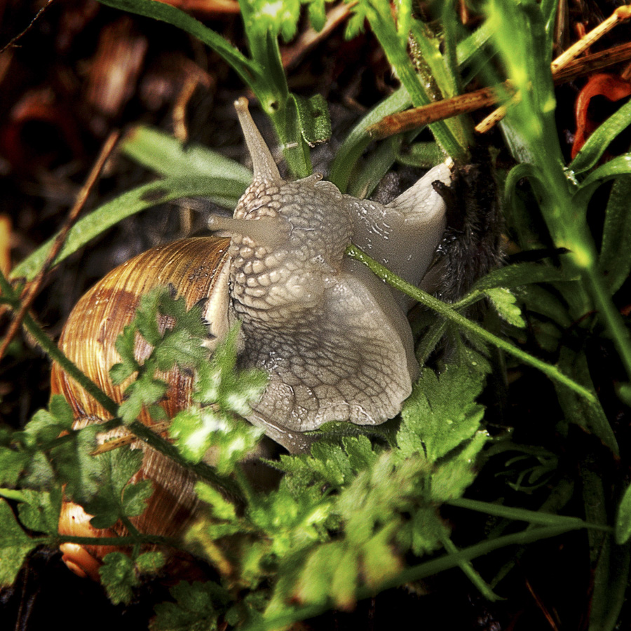 _gautron_bon appetit 1