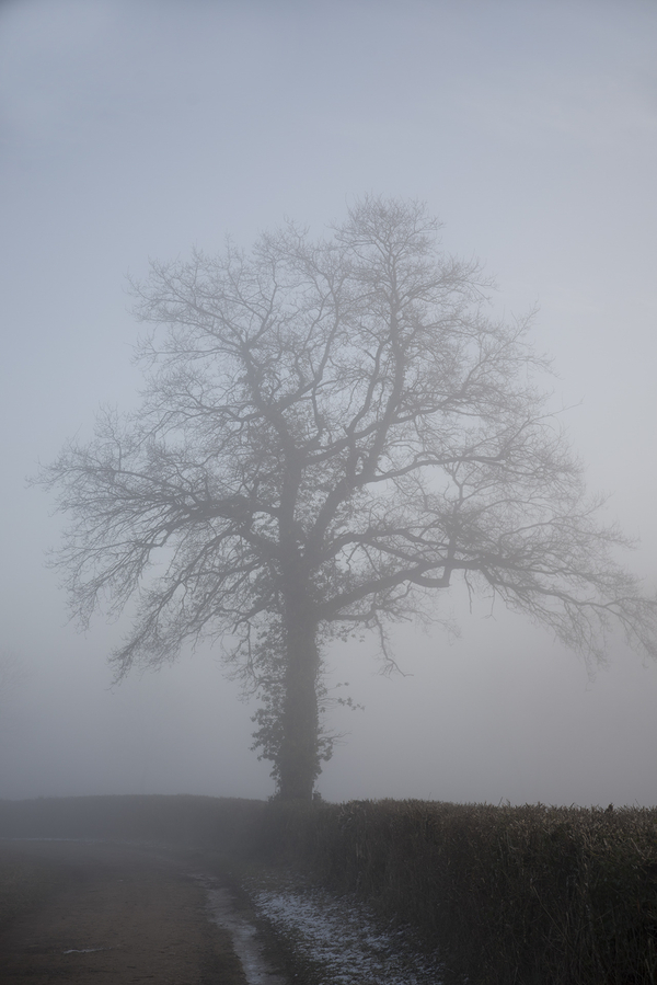 gautheron_jp__002chène