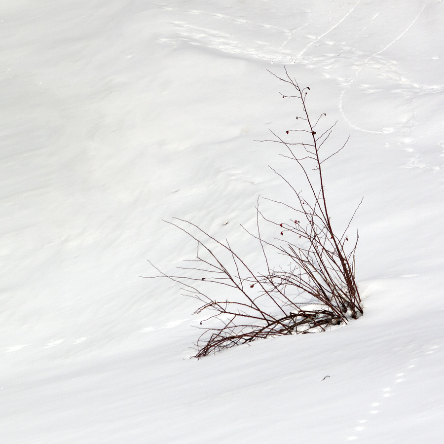 labonde003IMG_7341 copie