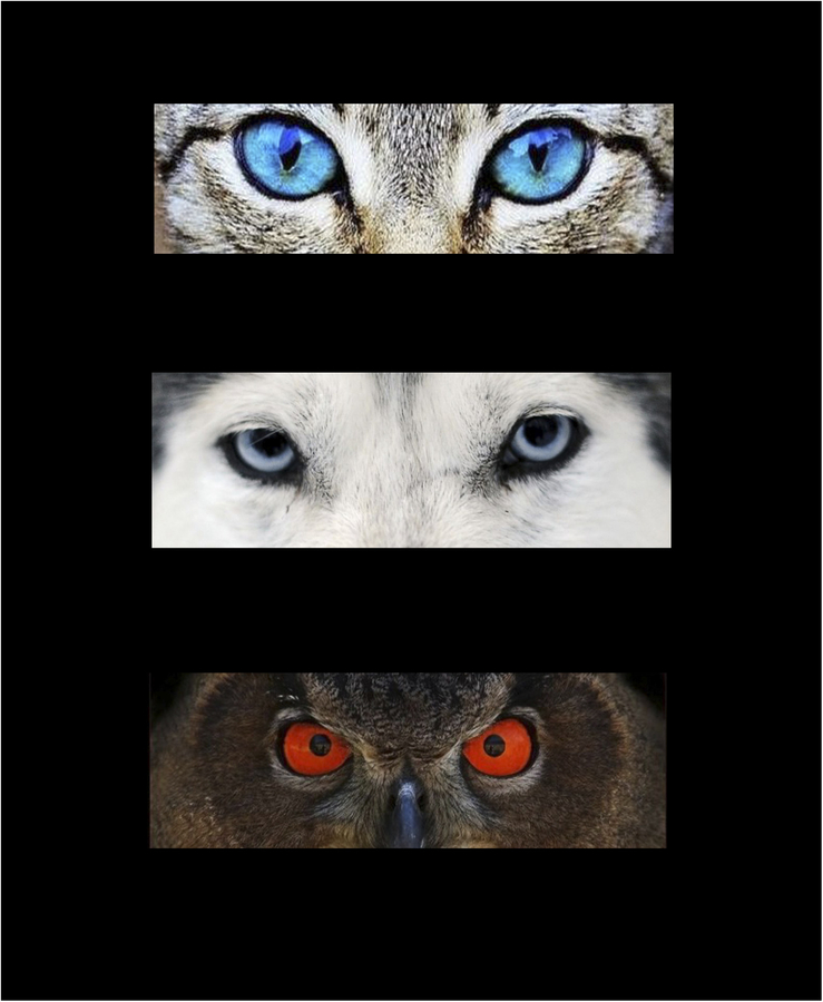 1- Bleu-Blanc-Rouge-YD