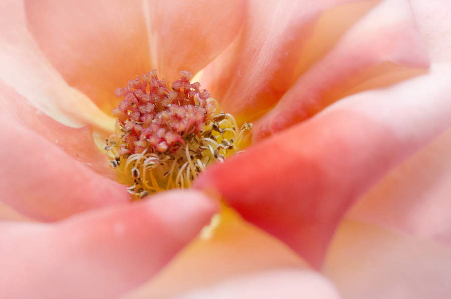 coeur-de-rose_52004221313_o