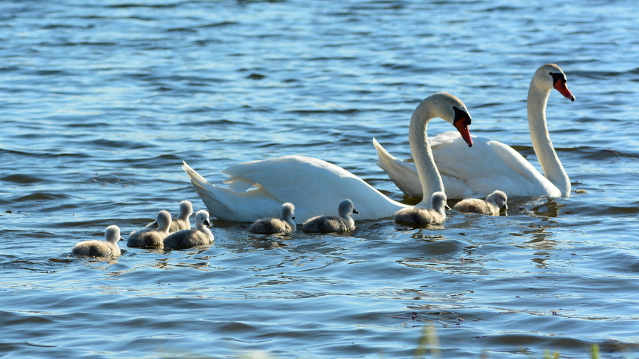 en-famille_52004204903_o