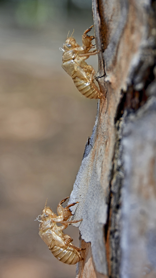 exuvies-de-cigales_52004142486_o