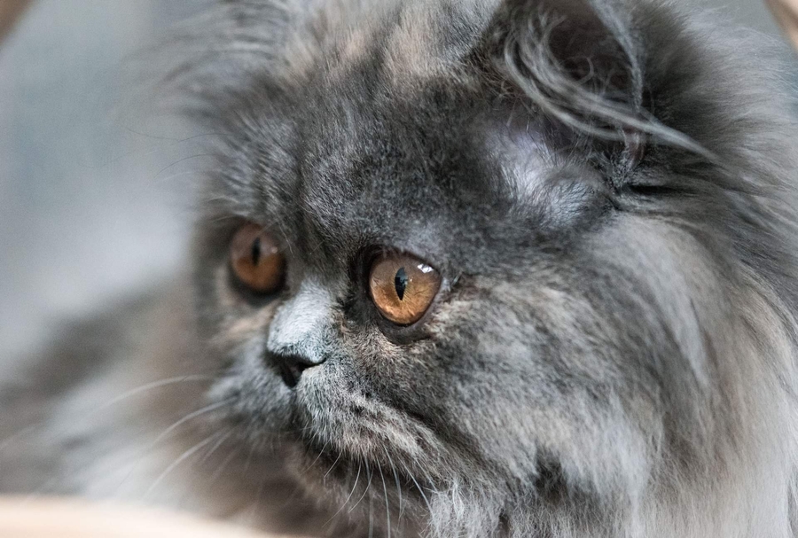 received_587534442598166_52003130122_o