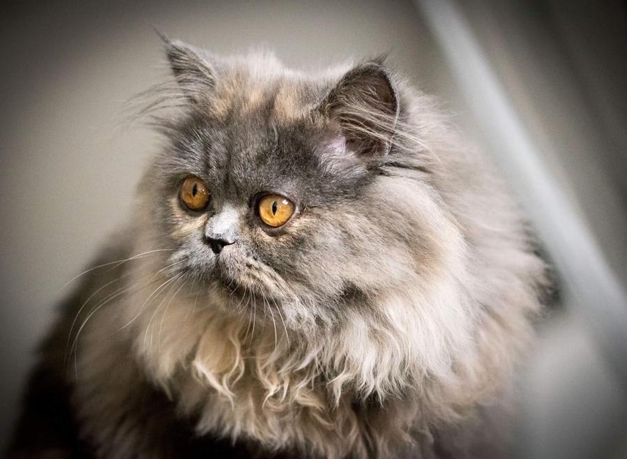 received_1546566245687912_52004406549_o