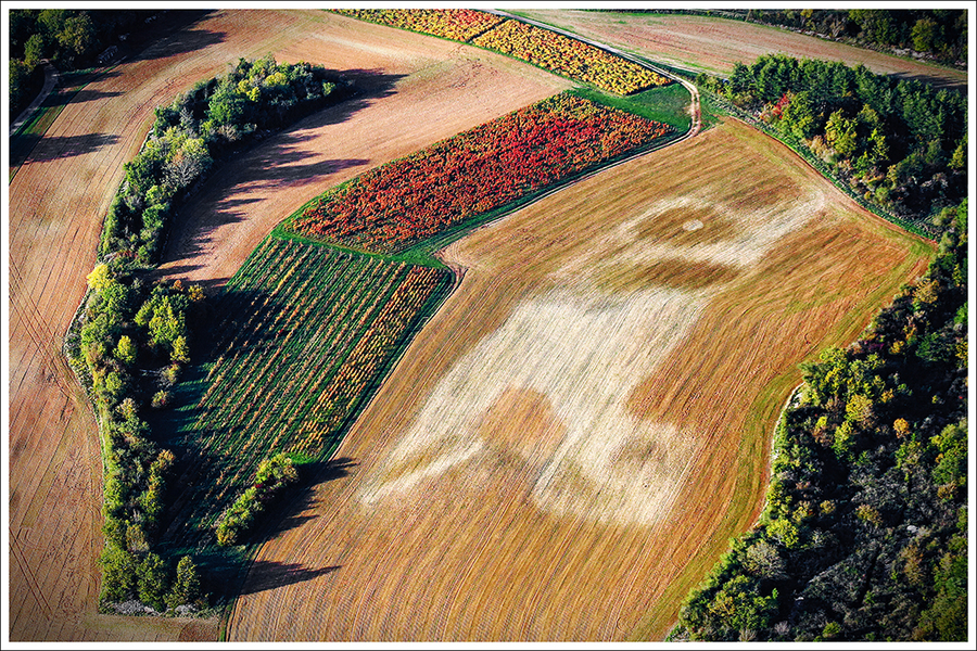 03--guillet-ph---oiseau-des-champs_51992553570_o