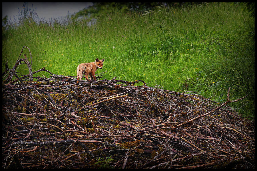 05--guillet-ph---sortie-du-nid_51991003182_o