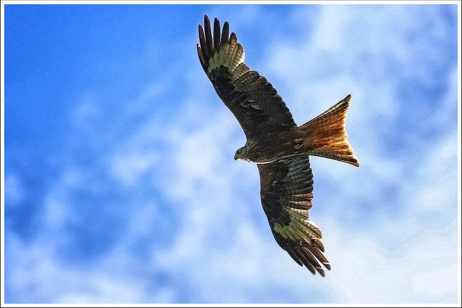 06--guillet-ph---a-lafft_51992001571_o