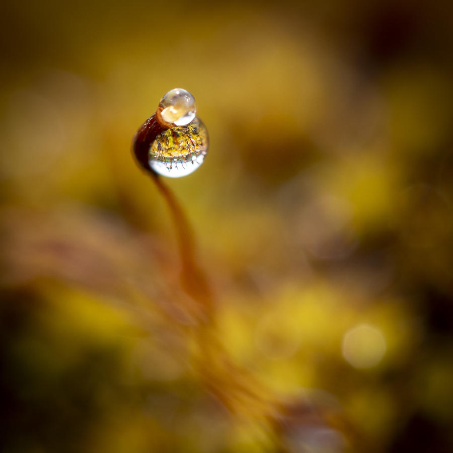 dans-ma-boule-de-cristal_51992064753_o