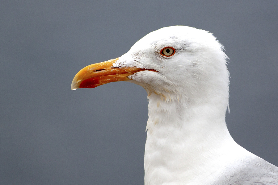 guetteur_51992067163_o