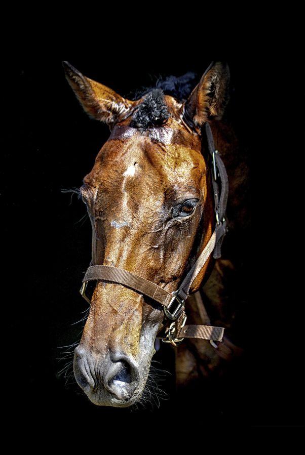 img_7208-copie-2_51992288614_o