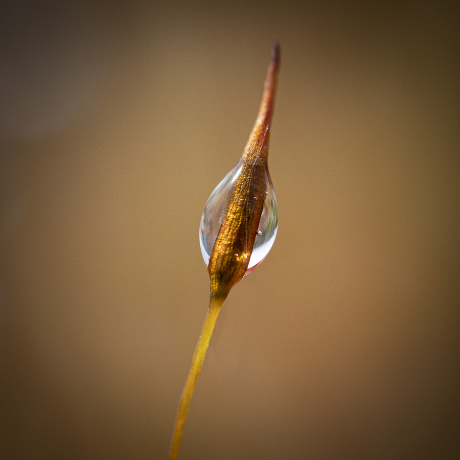 transparence_51992064673_o