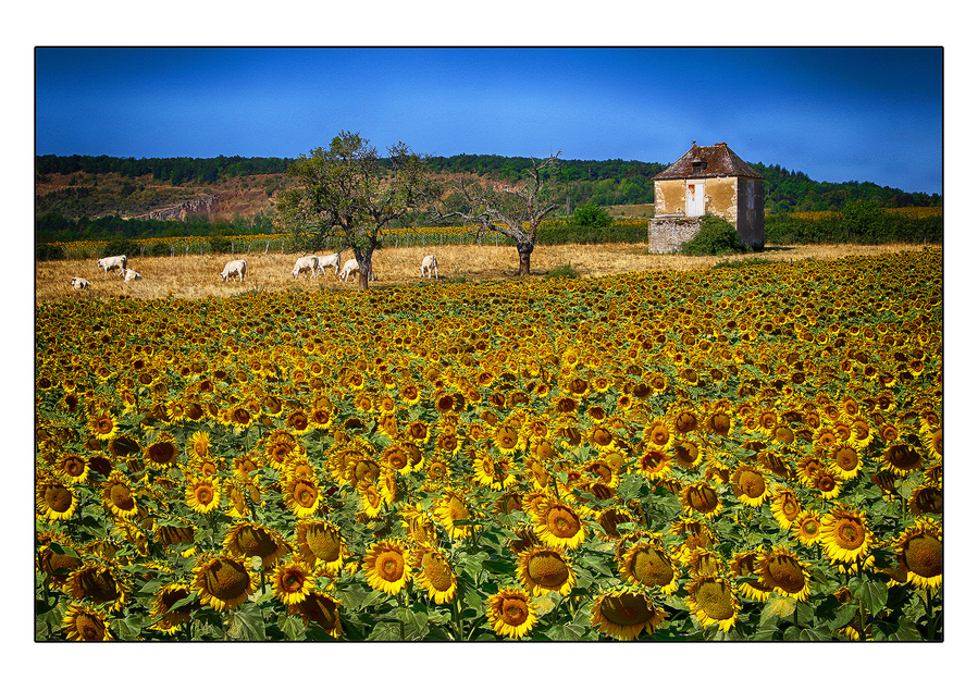 02-soleils_51992000866_o