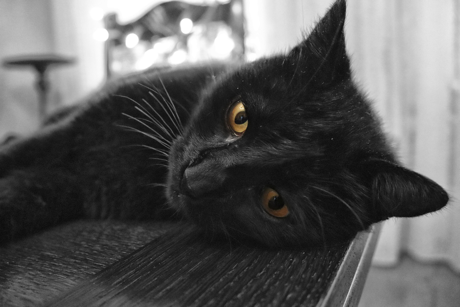 mi-le-ptit-chat-noir_51992549605_o