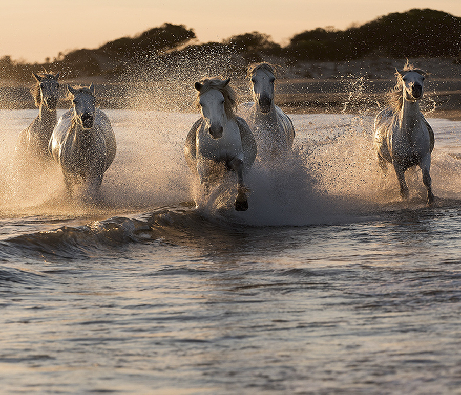 _dsc8219---copiex---copie_51991956571_o