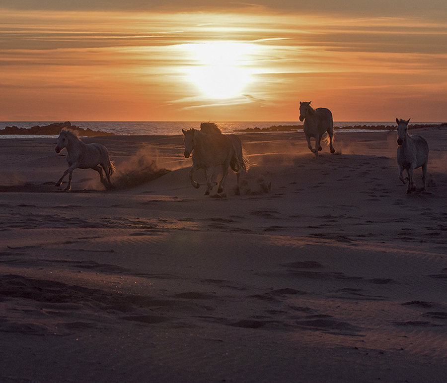 _dsc8238---copiex---copie_51992507780_o