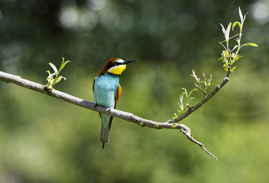 guepier_51992540080_o