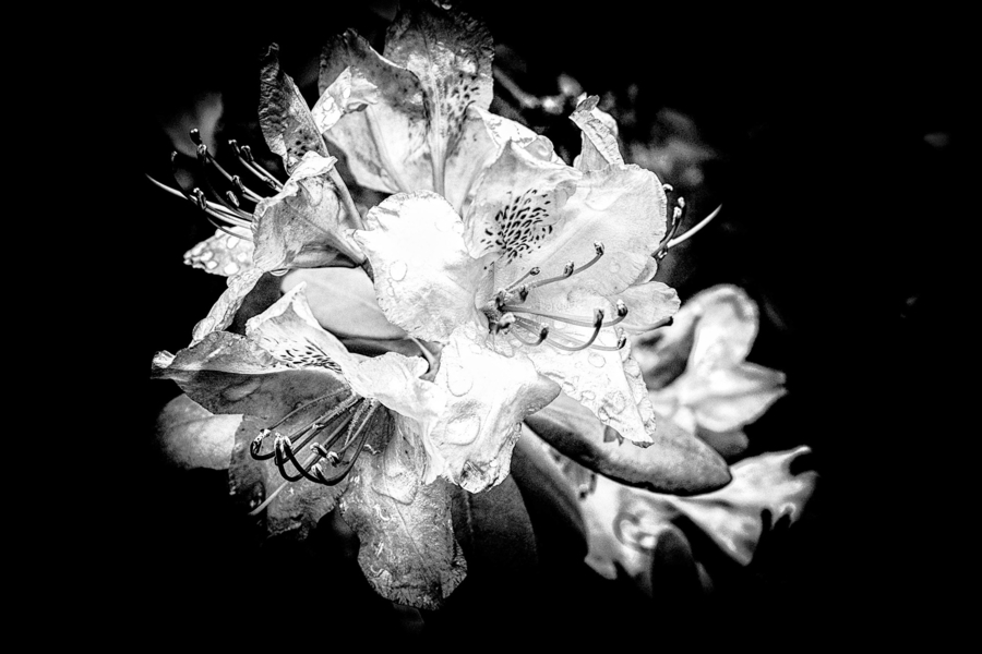 fleur-de-rhododendron_51991951716_o