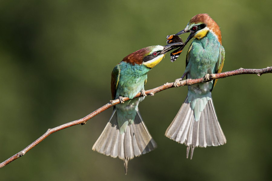 gupier-deurope_51992501390_o