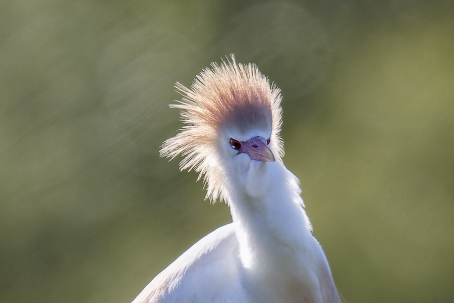 hron-garde-boeuf_51992007648_o