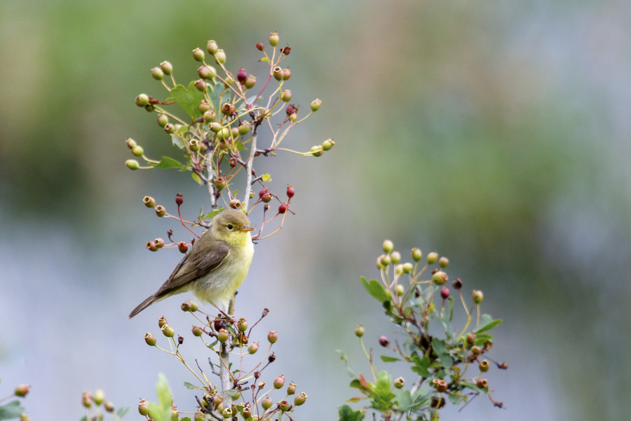 hypolas-polyglotte_51992229869_o