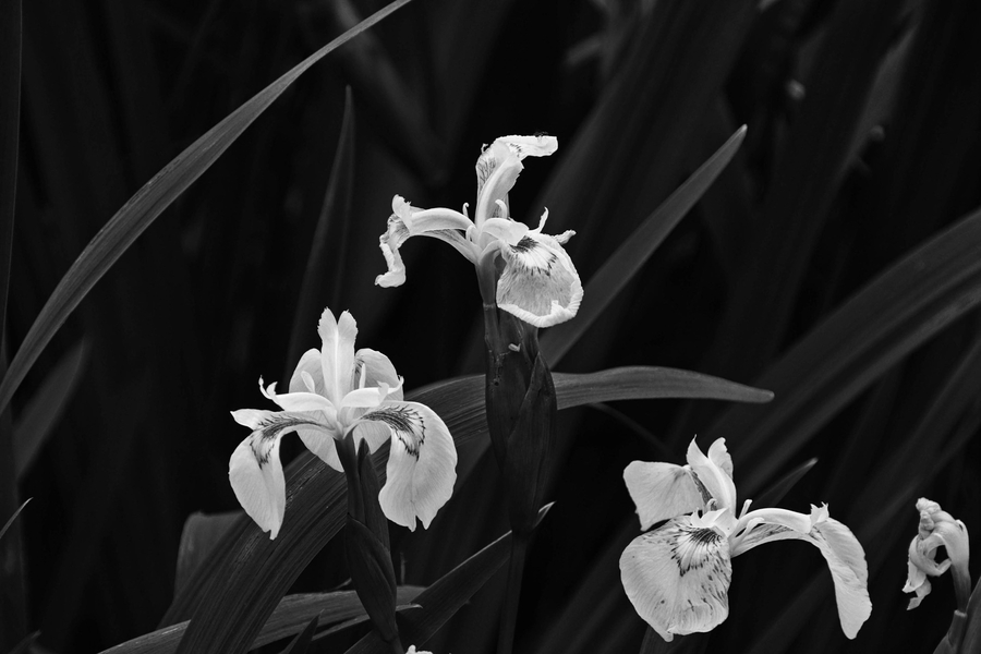 iris-d-eau_51991951521_o