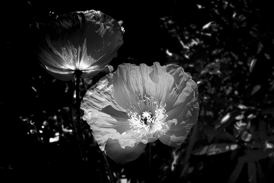 pavot-d-islande_51991951536_o