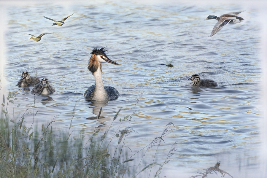 2---m-beaufils---variation-photographique-e_51992219709_o