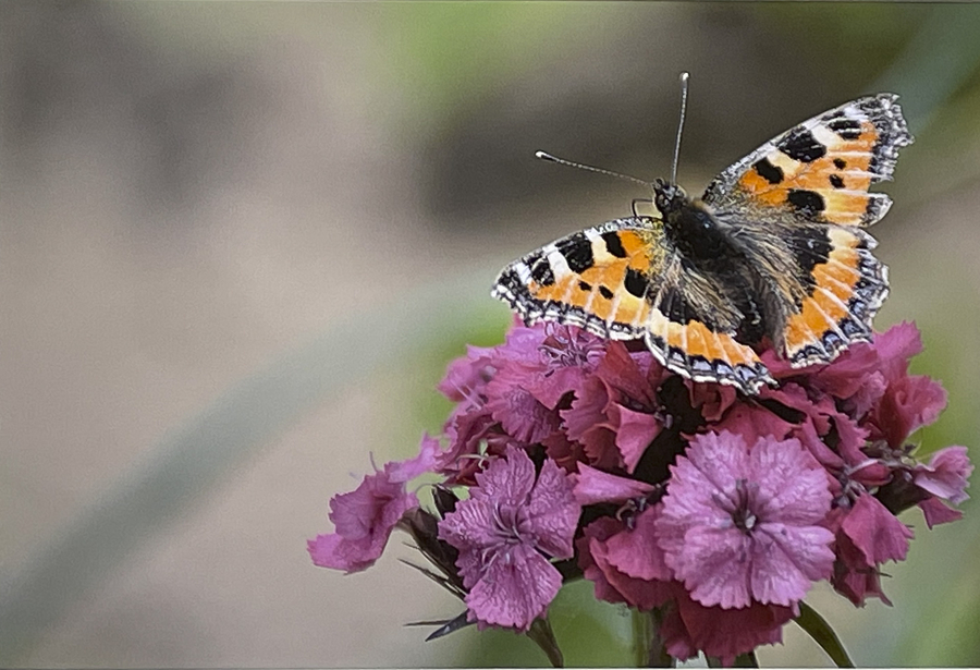 img_0340-copie_51992205024_o