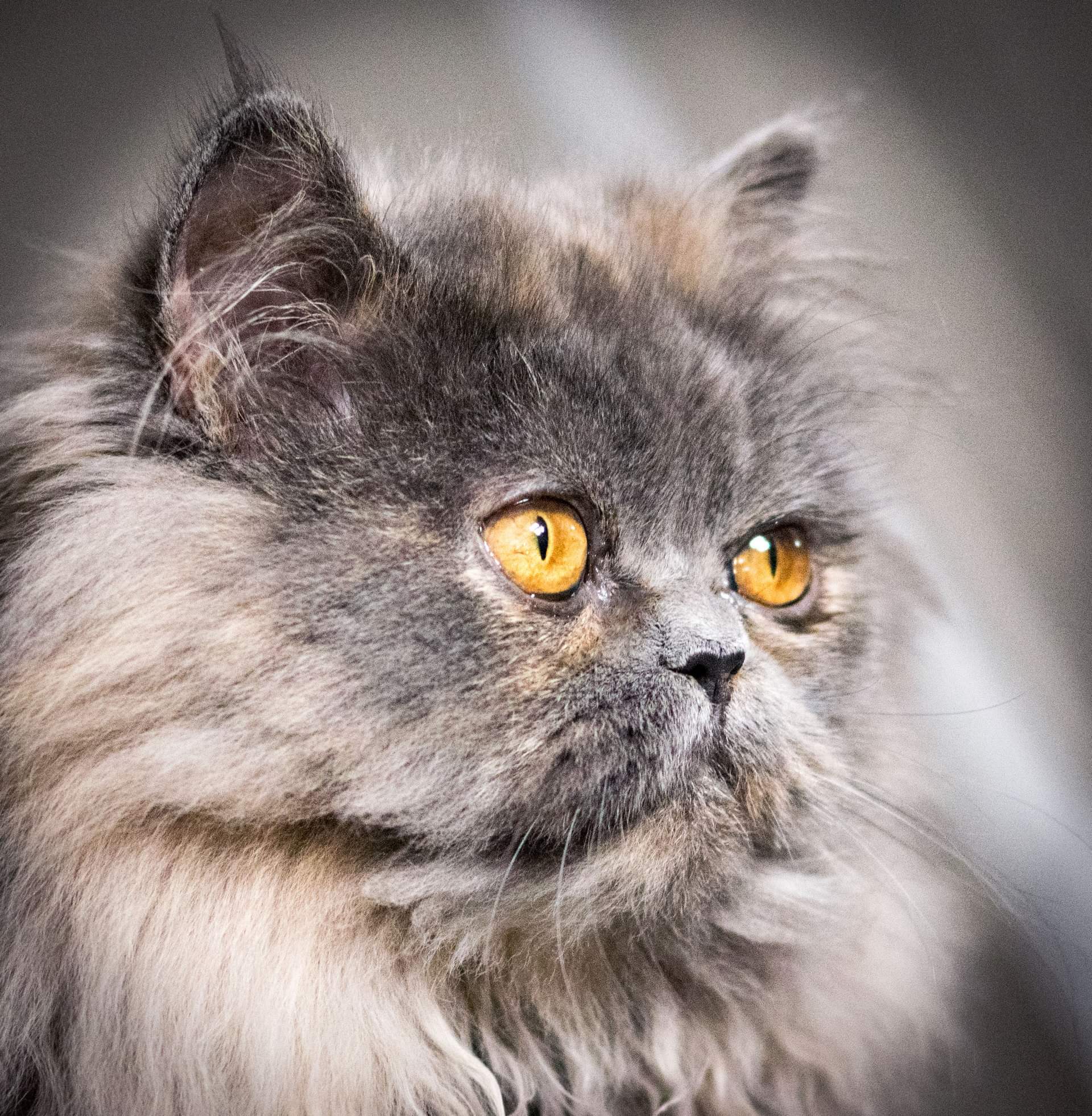 received_171668721766758_52004406744_o