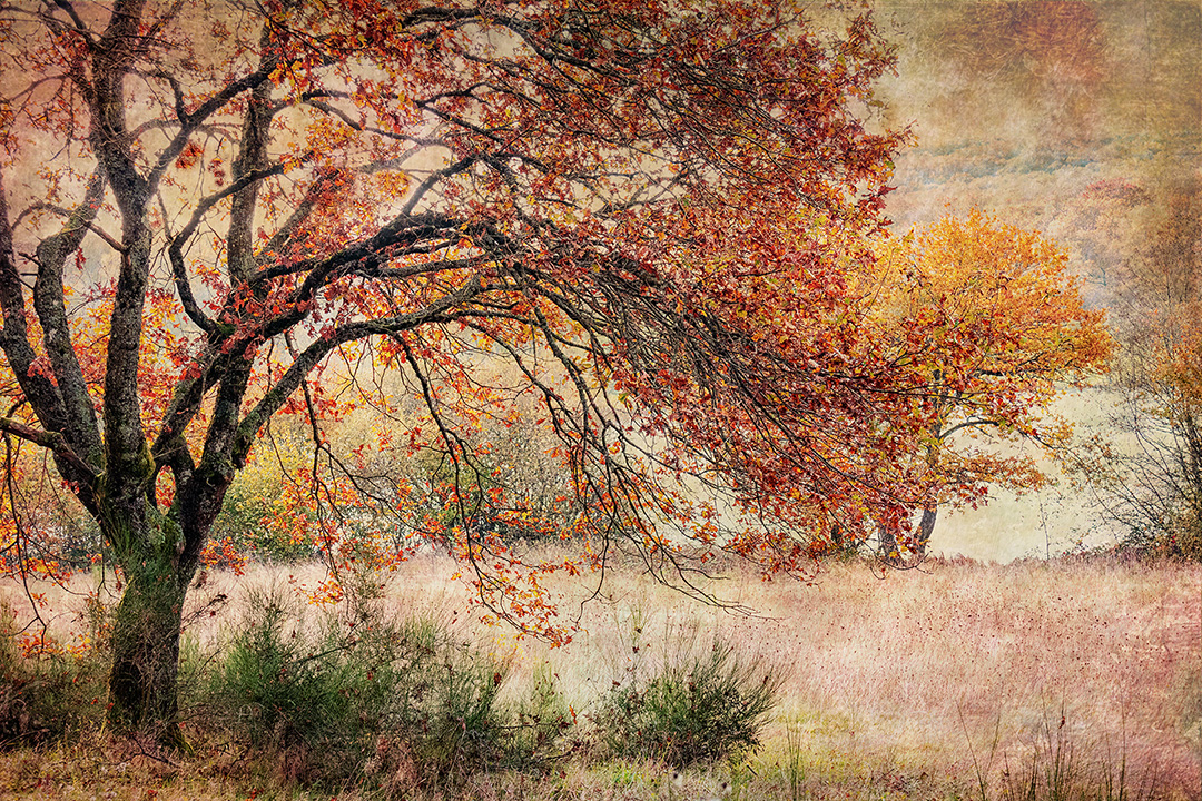 1-m-beaufils---silence-dautomne_53067922078_o