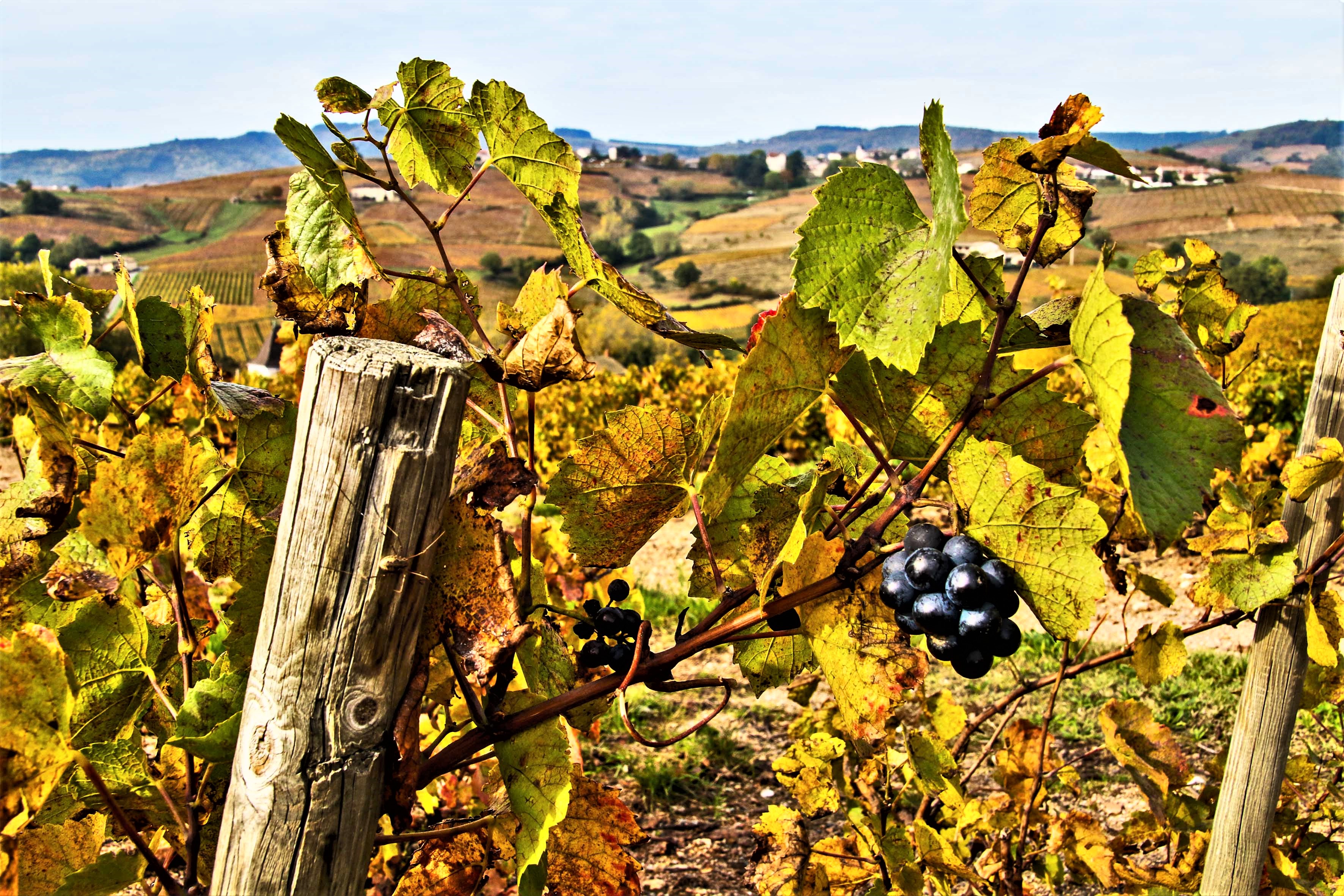 1w5a0476-grapillage_53066786107_o