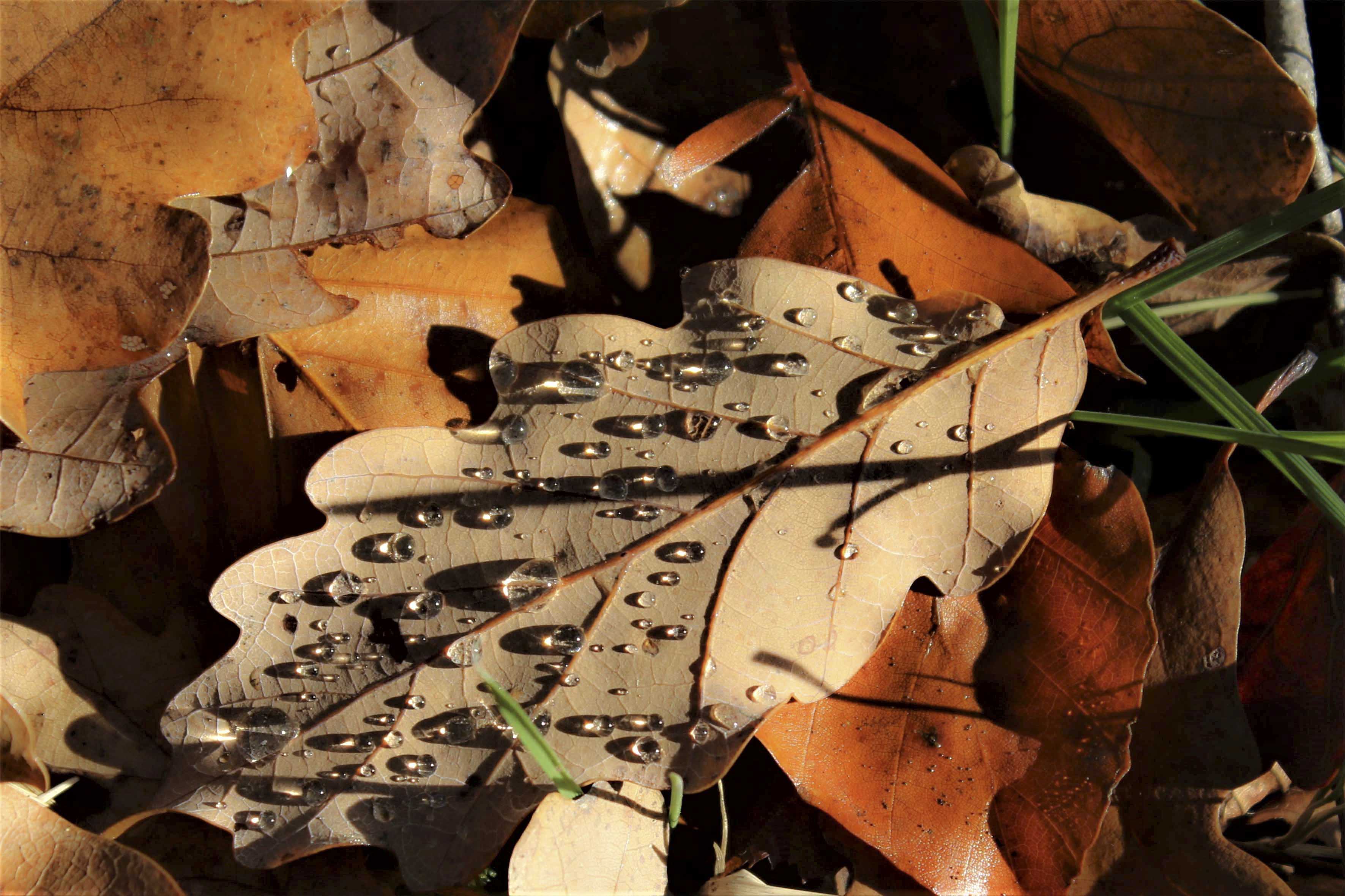 1w5a2870-feuille-dautomne_53067563734_o