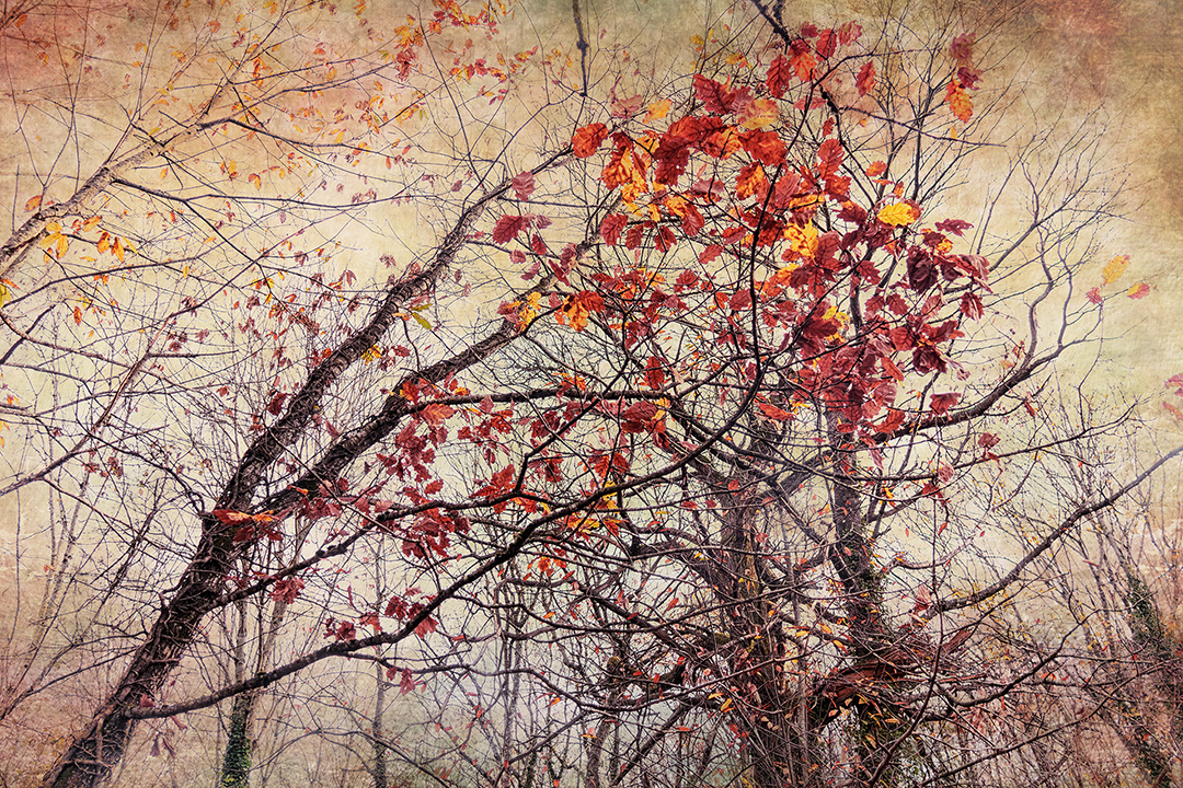 3-m-beaufils---silence-dautomne_53066836602_o