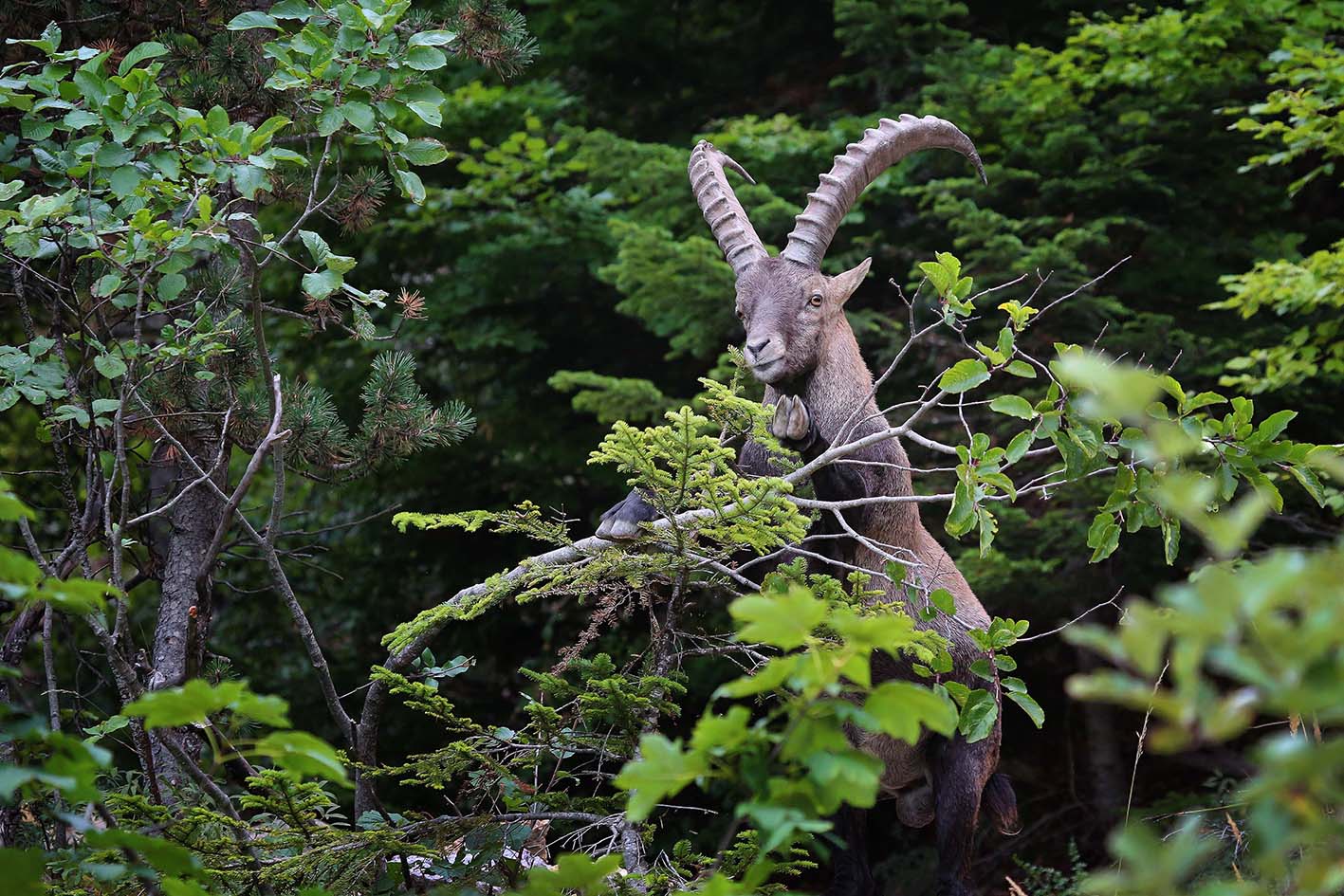 04-gymnastique-matinale_53067982608_o