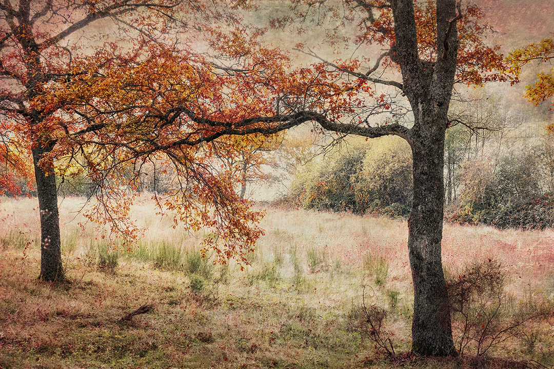 4-m-beaufils---silence-dautomne_53067614254_o